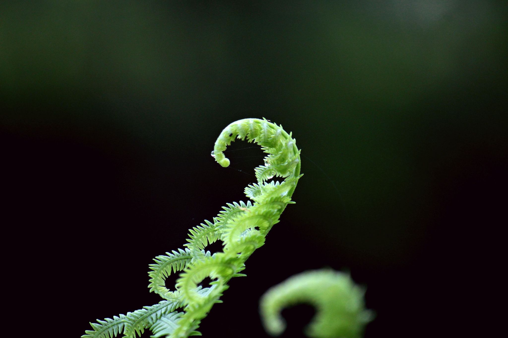 Zoom sur une plante 